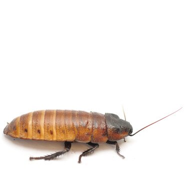 Madagascan Hissing Cockroach